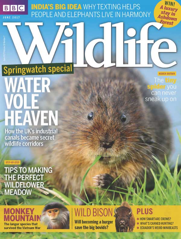 BBC Wildlife（BBC野生动物） 2017年6月