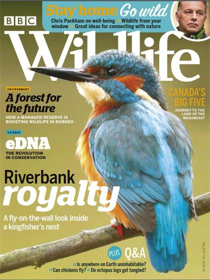 BBC野生动物（BBC Wildlife）2020年5月