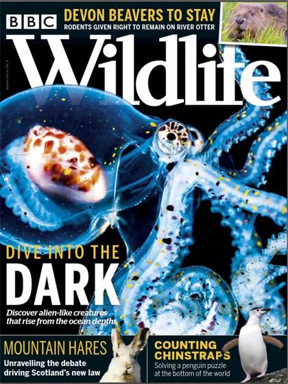 BBC野生动物（BBC Wildlife）2020年9月