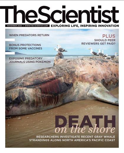 科学家（The Scientist）2020年11月