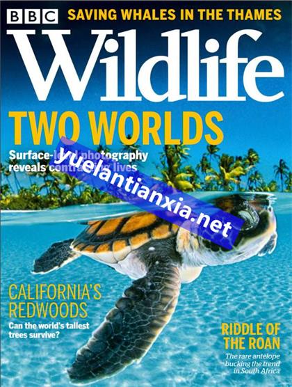 BBC野生动物（BBC Wildlife）2021年10月