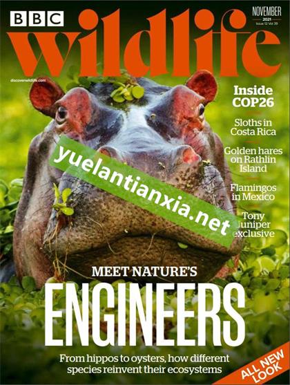 BBC野生动物（BBC Wildlife）2021年11月