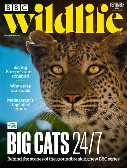 BBC野生动物（BBC Wildlife）2024年9月