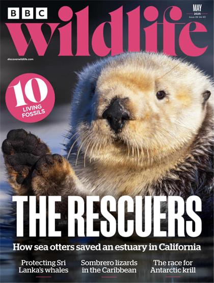 BBC野生动物（BBC Wildlife）2025年5月