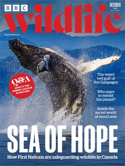 BBC野生动物（BBC Wildlife）2025年10月