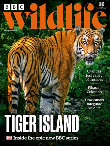 BBC野生动物杂志（BBC Wildlife）2026年6月